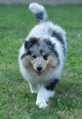 Pulgas en Rough Collie
